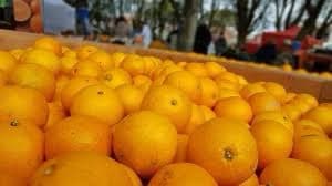 Celebran la 7ª Fiesta Anual de la Naranja de Ombligo en San Pedro