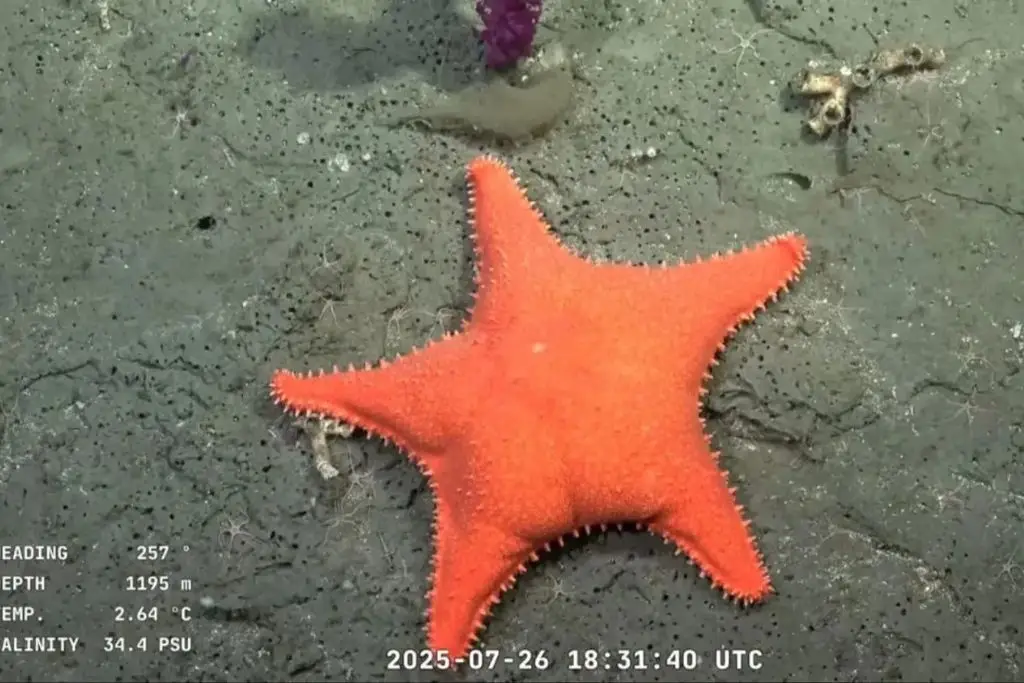 Imágenes inéditas revelan secretos del talud continental marplatense