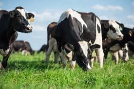 Disminución en la producción y exportación de carne vacuna en Argentina durante el primer semestre de 2025