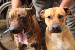 Jornadas gratuitas de salud veterinaria en La Plata: fechas y requisitos
