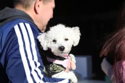 Semana de vacunación gratuita para perros y gatos en la ciudad