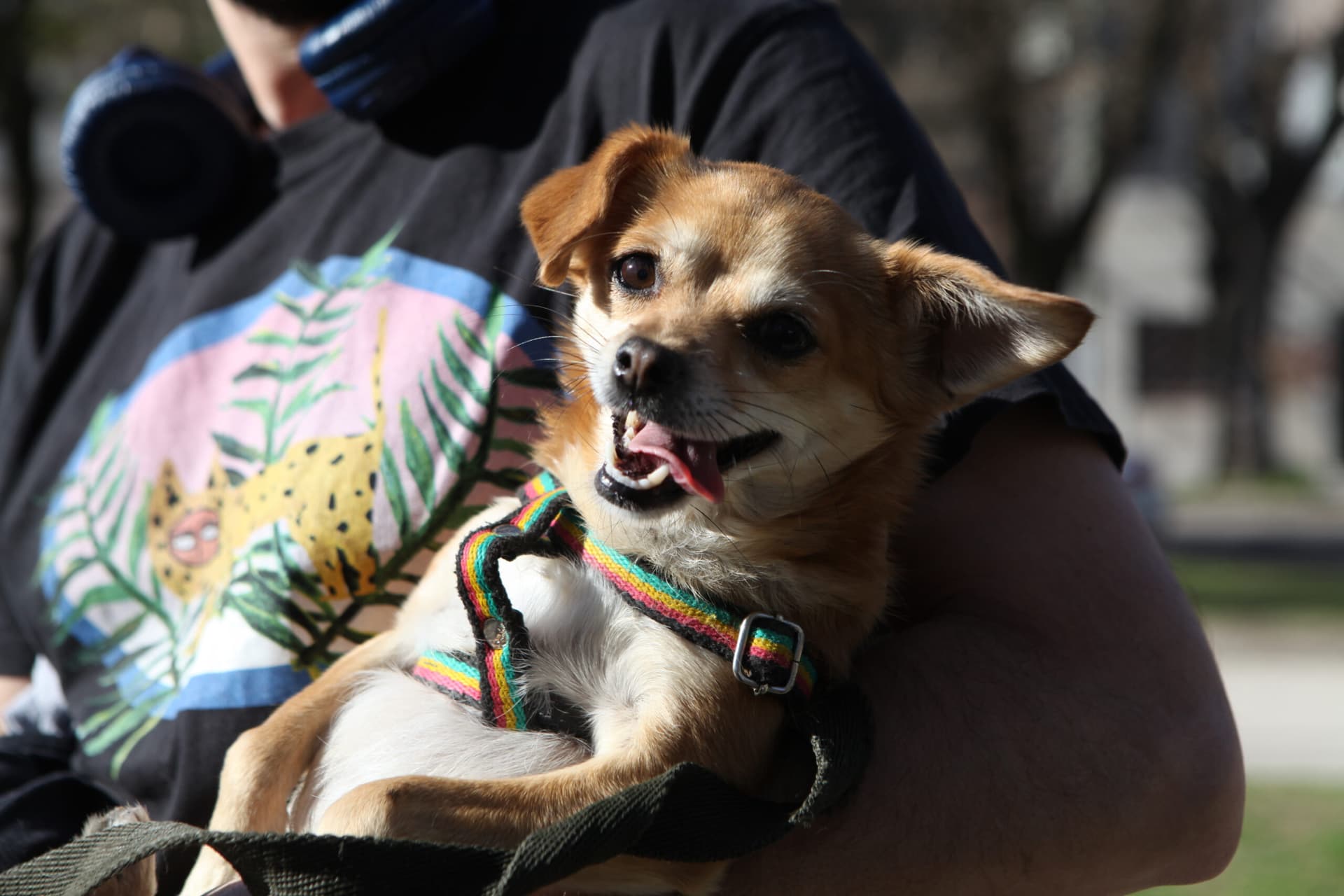 Próximas campañas de vacunación y castración para mascotas en La Plata
